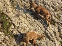 289 Auf dem   Pilatus - Steinböcke ganz nah &ndash; &copy; Annette Weise (Eberhardt TRAVEL)
