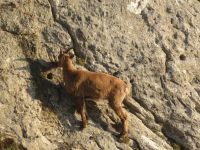 292 Auf dem   Pilatus - Steinböcke ganz nah &ndash; &copy; Annette Weise (Eberhardt TRAVEL)