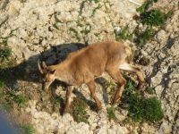 311 Auf dem   Pilatus - Steinböcke ganz nah &ndash; &copy; Annette Weise (Eberhardt TRAVEL)