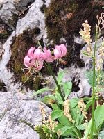 574 Schwägalp - Wanderung durch den Erlebnis Naturpark - Türkenbundlilie &ndash; &copy; Annette Weise (Eberhardt TRAVEL)