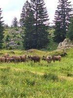 579 Schwägalp - Wanderung durch den Erlebnis Naturpark &ndash; &copy; Annette Weise (Eberhardt TRAVEL)