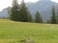 586 Schwägalp - Wanderung durch den Erlebnis Naturpark &ndash; &copy; Annette Weise (Eberhardt TRAVEL)