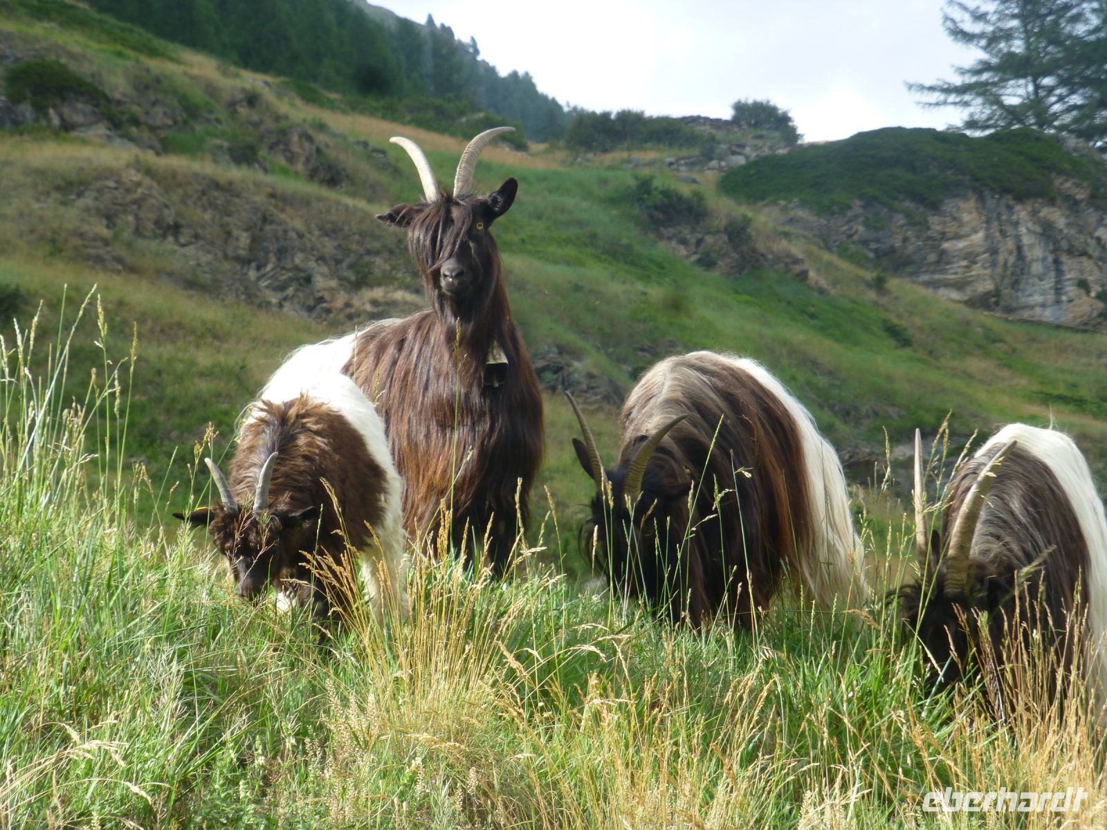 Die Schwarzhalsziegen - eine Walliser Rasse &ndash; &copy; Vivian Kreft (Eberhardt TRAVEL)