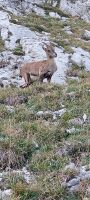 Steinbock am Pilatus &ndash; &copy; Heike Heinen (Eberhardt TRAVEL)