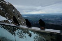 3 hungrige Gäste &ndash; &copy; Andreas Kunzmann (Eberhardt TRAVEL)