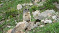 145 Ausflug auf das Eggishorn - Murmeltier &ndash; &copy; Annette Weise (Eberhardt TRAVEL)