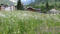 296 Leukerbad - Blumenwiese &ndash; &copy; Annette Weise (Eberhardt TRAVEL)