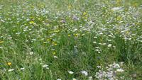 297 Leukerbad - Blumenwiese &ndash; &copy; Annette Weise (Eberhardt TRAVEL)