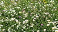 298 Leukerbad - Blumenwiese &ndash; &copy; Annette Weise (Eberhardt TRAVEL)