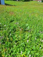 025 Stoos - Bunte Blumenwiese &ndash; &copy; Annette Probst-Weise (Eberhardt TRAVEL)