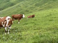 Auf der Alp &ndash; &copy; G. Adamietz (Eberhardt TRAVEL)