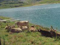 076 Fahrt mit dem Bernina Express - Lago di Bianco &ndash; &copy; Annette Probst-Weise (Eberhardt TRAVEL)