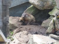 244 Fahrt nach Flüeli - Fahrt über den Grimselpass  - Murmeltiere im Murmeltierpark auf dem Pass &ndash; &copy; Annette Probst-Weise (Eberhardt TRAVEL)