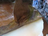 267 Fahrt nach Flüeli-Ranft - Besuch der Aareschlucht &ndash; &copy; Annette Probst-Weise (Eberhardt TRAVEL)
