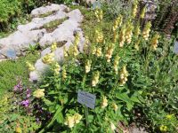 397 Ausflug zur Schynigen Platte - Alpengarten &ndash; &copy; Annette Probst-Weise (Eberhardt TRAVEL)
