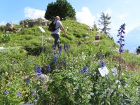 398 Ausflug zur Schynigen Platte - Alpengarten &ndash; &copy; Annette Probst-Weise (Eberhardt TRAVEL)