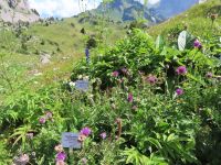 399 Ausflug zur Schynigen Platte - Alpengarten &ndash; &copy; Annette Probst-Weise (Eberhardt TRAVEL)