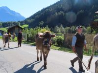 204 Fieschertal - Alpabzug &ndash; &copy; Annette Probst-Weise (Eberhardt TRAVEL)