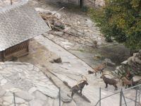 Wildpark Interlaken &ndash; &copy; Heike Heinen (Eberhardt TRAVEL)