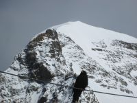 Alpendohle &ndash; &copy; Heike Heinen (Eberhardt TRAVEL)