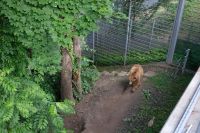 Im Bärenpark &ndash; &copy; Andreas Kunzmann (Eberhardt TRAVEL)