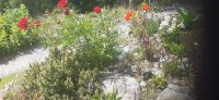Schatzalp Botanischer Garten &ndash; &copy; Kerstin Hugel (Eberhardt TRAVEL)