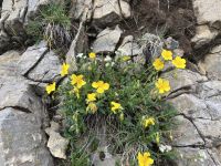 Sonnenröschen &ndash; &copy; Ina Lakermann (Eberhardt TRAVEL)
