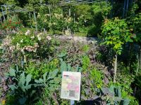 Bern - Rosengarten  &ndash; &copy; Katrin Deutschbein (Eberhardt TRAVEL)