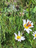 181 Zermatt - Wanderung auf dem Blumenweg &ndash; &copy; Annette Probst-Weise (Eberhardt TRAVEL)