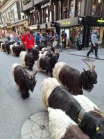 204 Zermatt - die Schwarzhalsziegen kommen von der Weide zurück &ndash; &copy; Annette Probst-Weise (Eberhardt TRAVEL)
