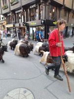 207 Zermatt - die Schwarzhalsziegen kommen von der Weide zurück &ndash; &copy; Annette Probst-Weise (Eberhardt TRAVEL)