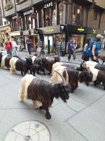 208 Zermatt - die Schwarzhalsziegen kommen von der Weide zurück &ndash; &copy; Annette Probst-Weise (Eberhardt TRAVEL)