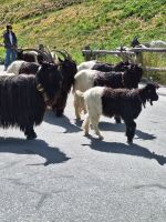 341 Zermatt - die Ziegen werden von der Weide geholt und gehen durch Zermatt zum Stall &ndash; &copy; Annette Probst-Weise (Eberhardt TRAVEL)