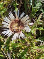 255 Wanderung von Blauherd nach Sunnegga - Silberdistel &ndash; &copy; Annette Probst-Weise (Eberhardt TRAVEL)