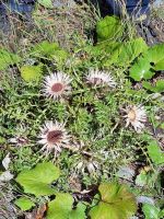 259 Wanderung von Blauherd nach Sunnegga - Silberdistel &ndash; &copy; Annette Probst-Weise (Eberhardt TRAVEL)