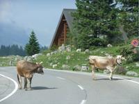 Ob uns die Kühe vorbei lassen? &ndash; &copy; Martina Pötschke (Eberhardt TRAVEL)