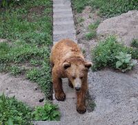 106 Bern - Bärenpark &ndash; &copy; Annette Probst-Weise (Eberhardt TRAVEL)