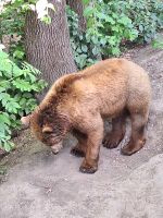 107 Bern - Bärenpark &ndash; &copy; Annette Probst-Weise (Eberhardt TRAVEL)