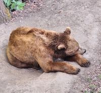 109 Bern - Bärenpark &ndash; &copy; Annette Probst-Weise (Eberhardt TRAVEL)