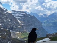 224 Ausflug auf das Jungfraujoch - Station Eigergletscher - Neugierige Bergdohle &ndash; &copy; Annette Probst-Weise (Eberhardt TRAVEL)