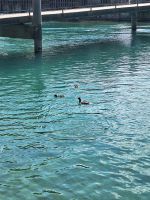 157 Thun - Haubentaucher auf der Aare &ndash; &copy; Annette Probst-Weise (Eberhardt TRAVEL)