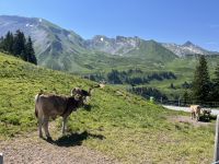 Klewenalp - Rundblick