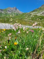 Alpenflora &ndash; &copy; Gisela Hohlfeld (Eberhardt TRAVEL)