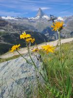 Arnika mit Matterhorn &ndash; &copy; Gisela Hohlfeld (Eberhardt TRAVEL)