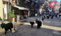 Zermatt (die Ziegen kommen!) &ndash; &copy; Steffen Mucke (Eberhardt TRAVEL)