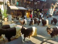 Zermatt (die Ziegen kommen!) &ndash; &copy; Steffen Mucke (Eberhardt TRAVEL)