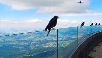 Bergdohlen warten auf Futter...
