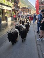 täglicher Ziegenbesuch in Zermatt &ndash; &copy; Jürgen Müller (Eberhardt TRAVEL)