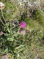 Zermatt (Fahrt zum Rothorn - Beginn des Blumenweges mit Berg-Distel an der Station 
