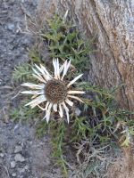 Blumenweg (Silberdistel)